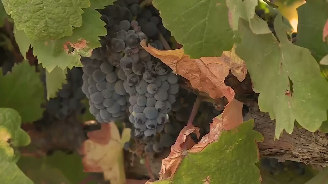 National Grape Day and National Grape Popsicle Day