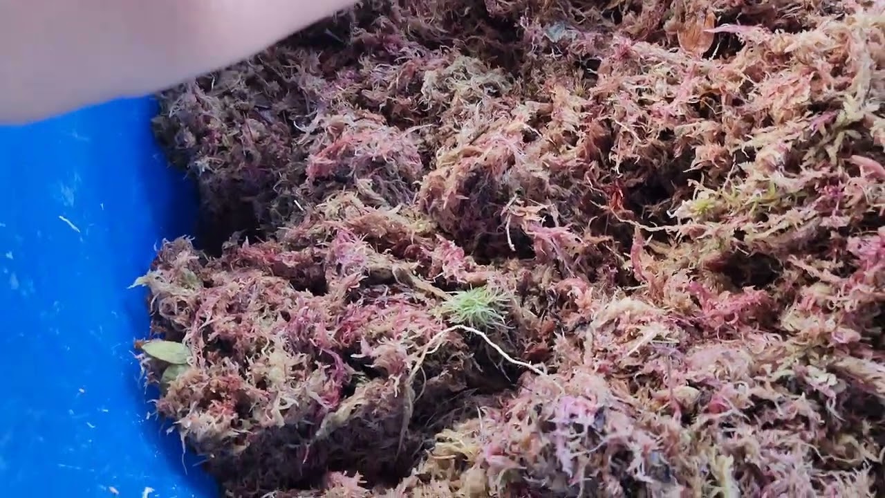 Como fazer substrato ideal para plantas carnívoras Nepenthes. (Plantas Carnívoras ep #4)