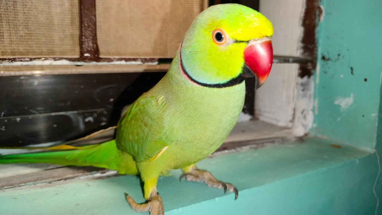 Mitthu Betu 🦜Awesome 