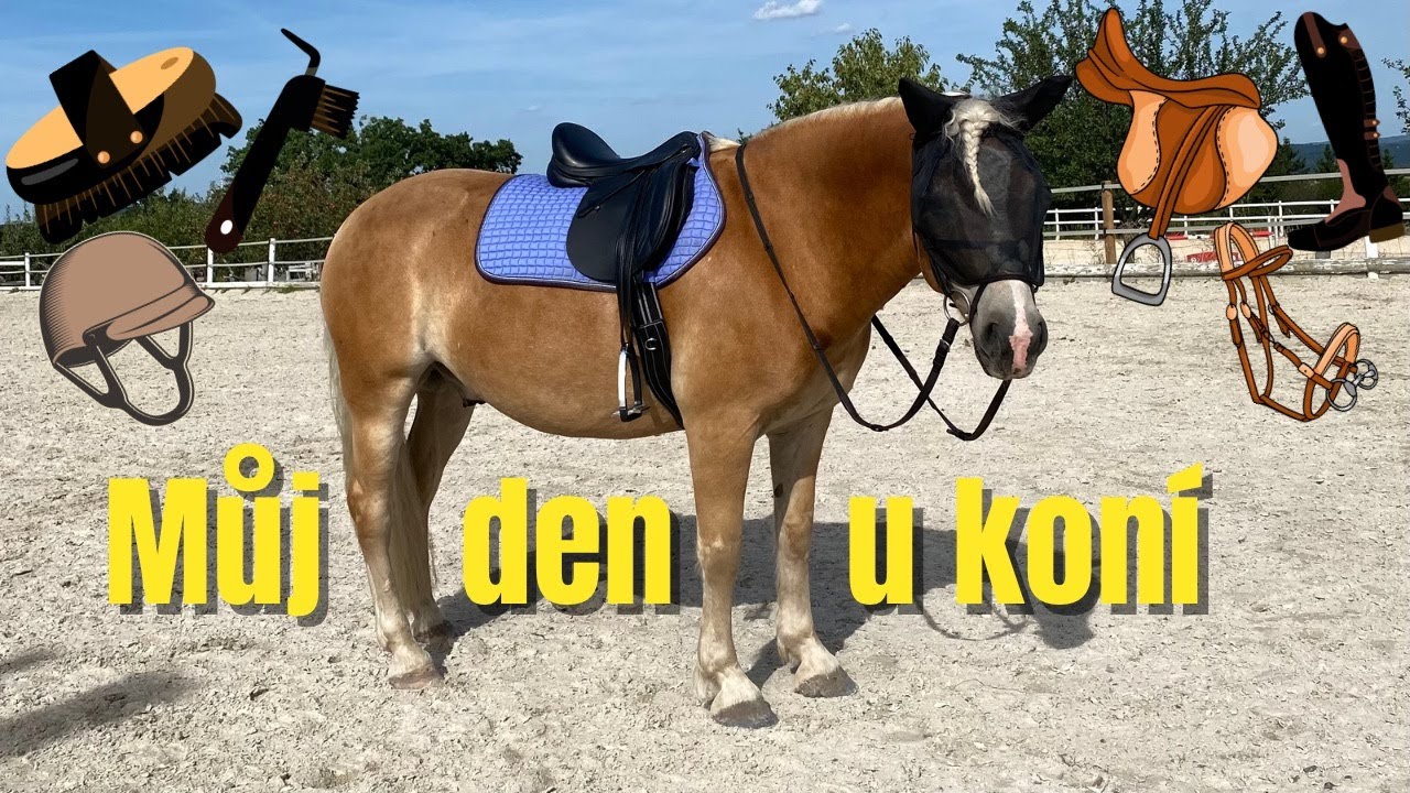 Můj typický den u koní | letní rutina