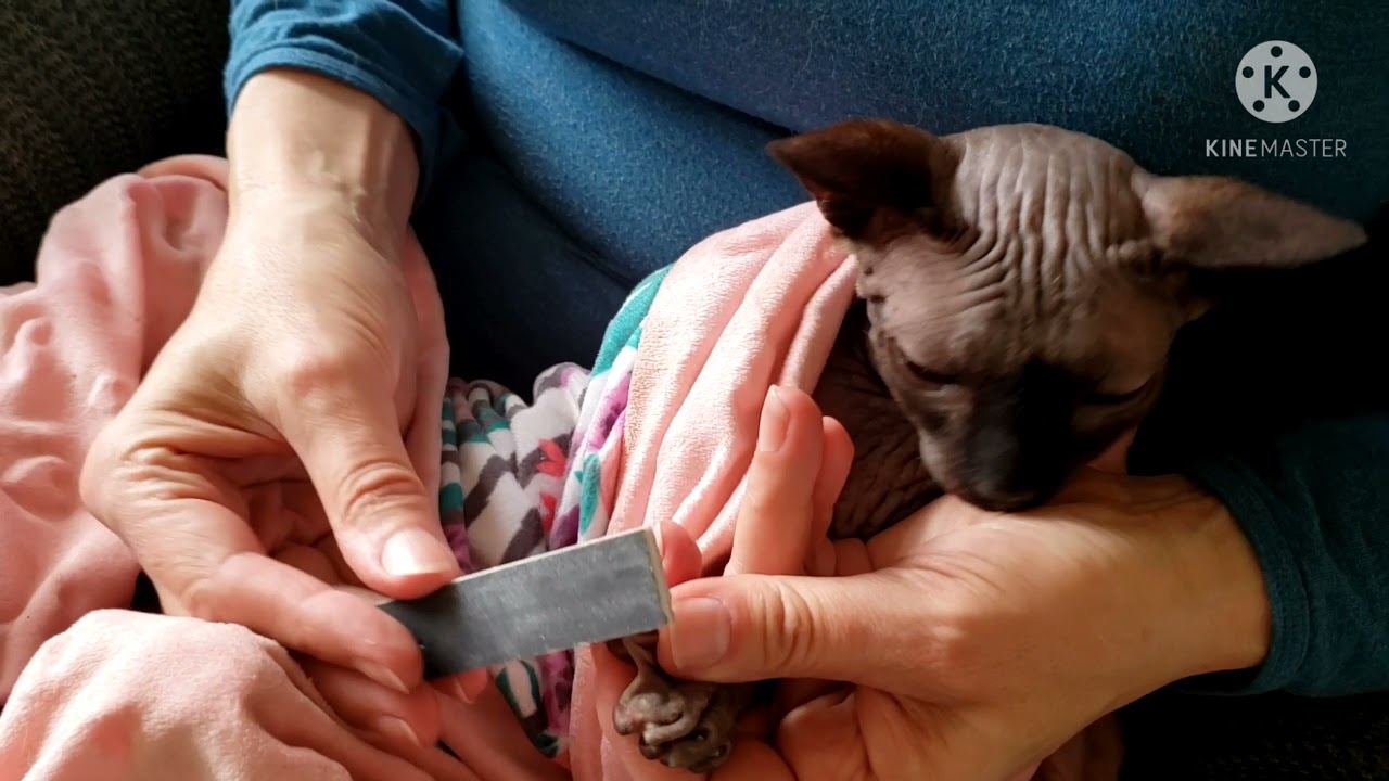 Grooming your Sphynx: Part 2. The Struggling Starfish-Cat