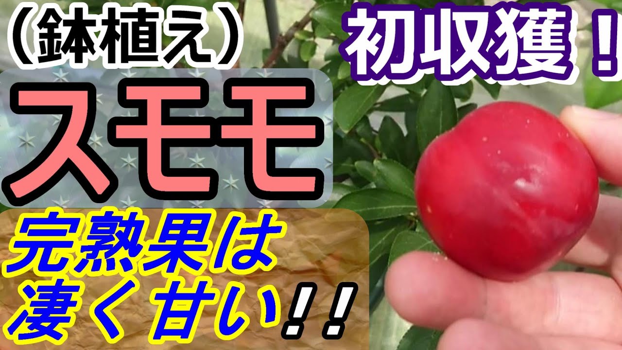 スモモ初めての収獲！完熟果を食べる！(鉢植え栽培）【２２年６月】