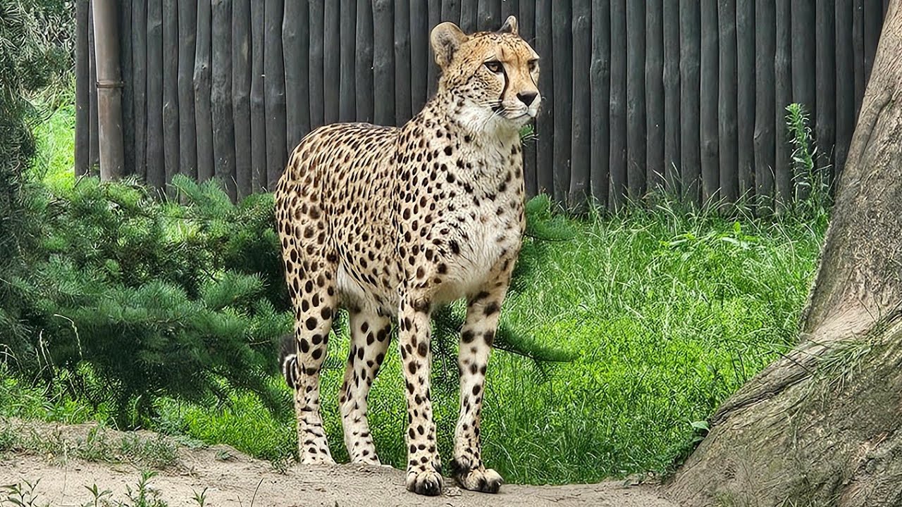 A visit to the City Zoological Garden in Warsaw, Warsaw Zoo, June 2024🦧🦒🦘🐘