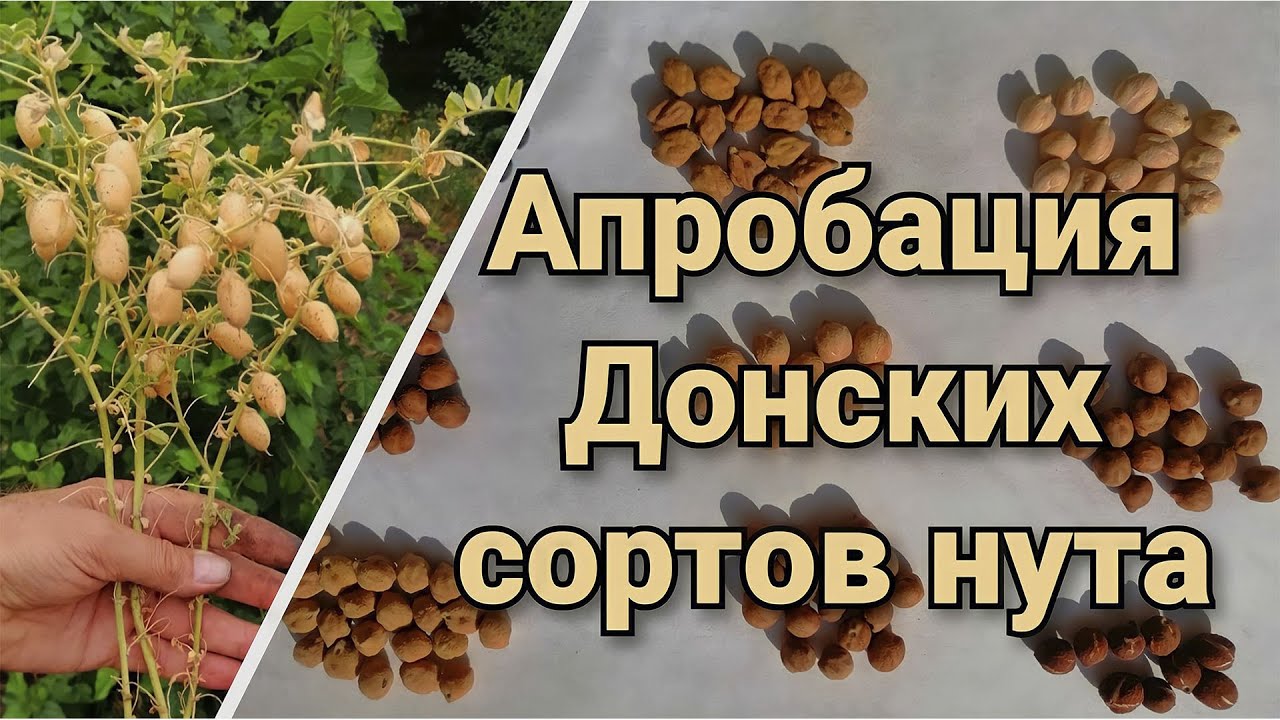 Нут.  Перспективные сорта для возделывания. Нут при No-Till.