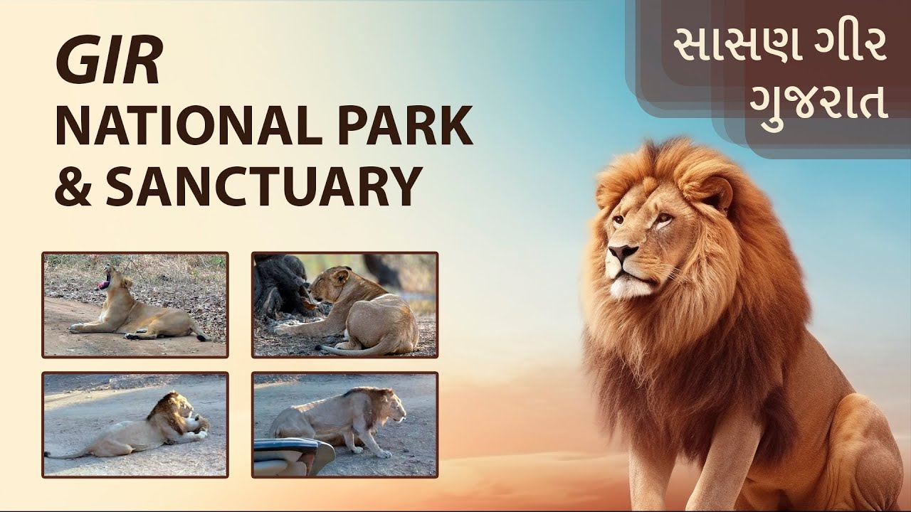 Gir Safari | Gir National Park & Sanctuary 