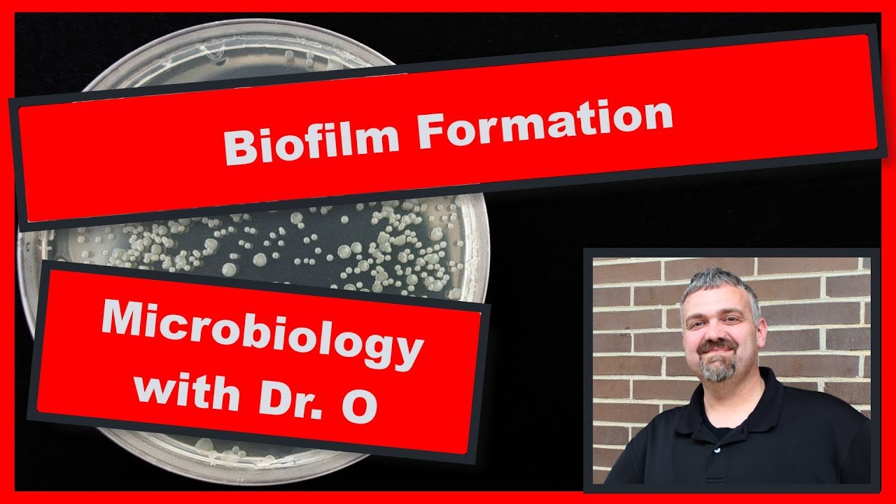 Biofilm Formation:  Microbiology