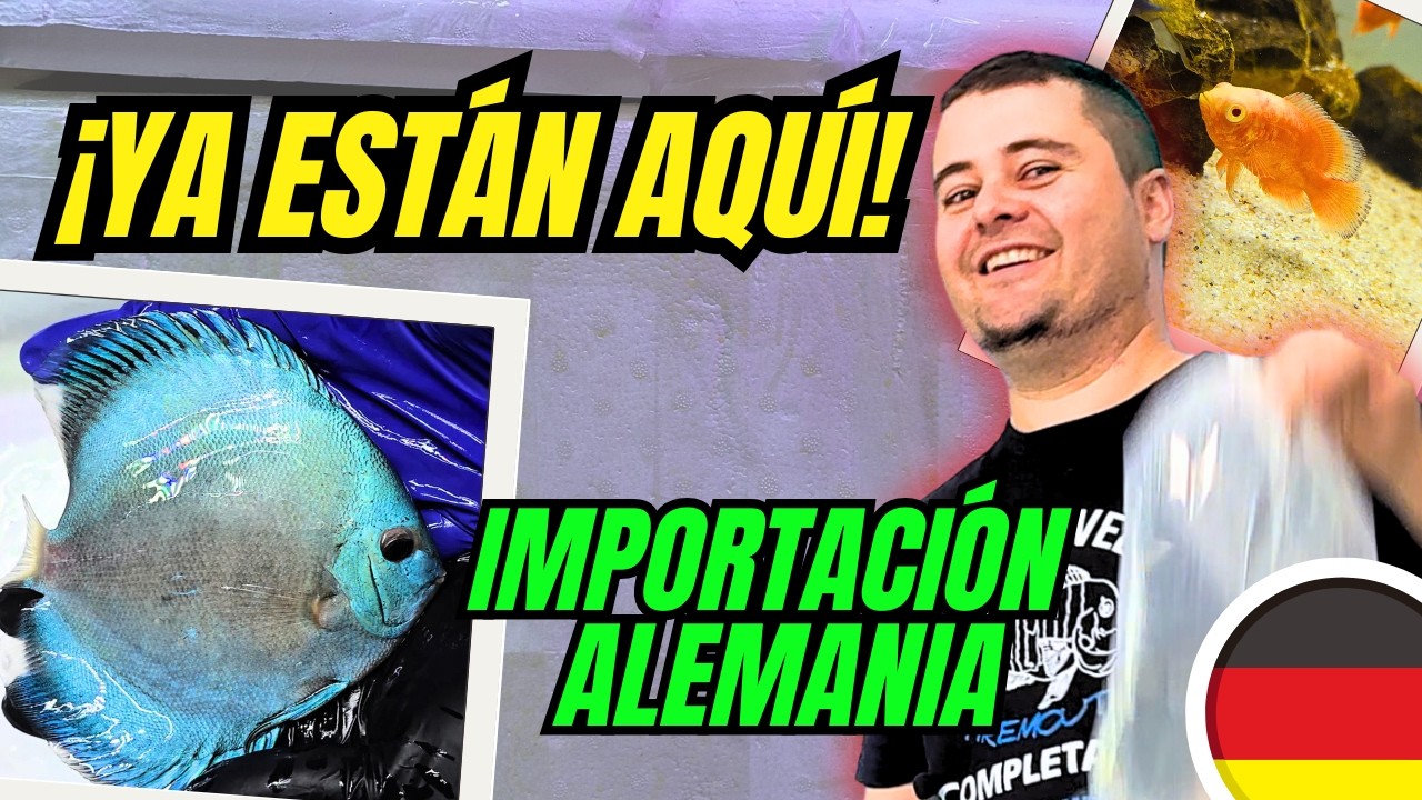 🔴🇩🇪¡POR FIN! El vídeo de peces de Alemania que no queríamos que vieras ayer... 📦