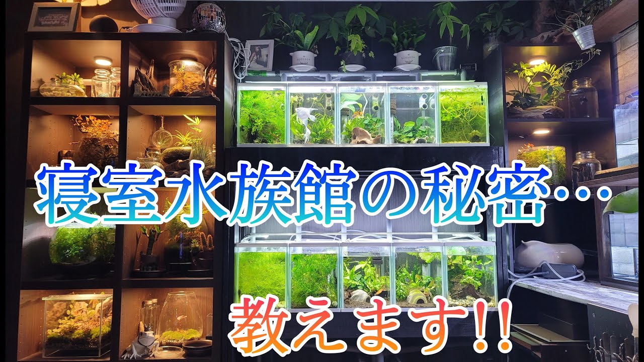 水槽部屋の秘密…全て話します‼　電源足りる？ヒーターは？収納は？　アクアリウム　アクアリウムのある暮らし　海水水槽　金魚　メダカ