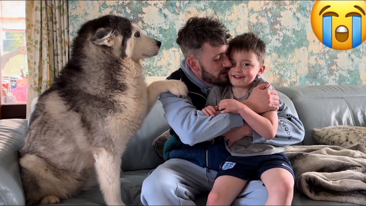 Adorable Husky & Baby Just Want To Be Loved!🥹. [THEY THROW THEMSELVES ON SOFA!😂]