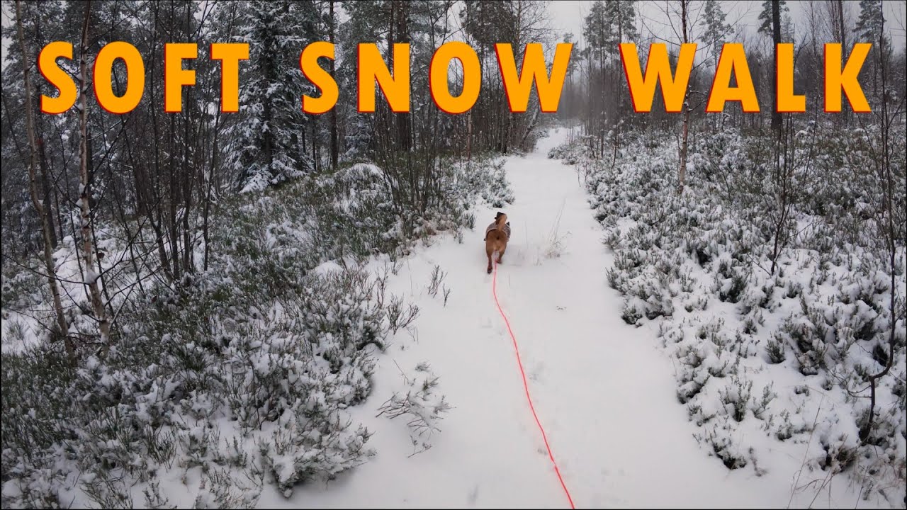 My Dog Loves to Walk in Fresh Soft Snow! I POV Dog Walking w/Ambient sounds for study & relaxation