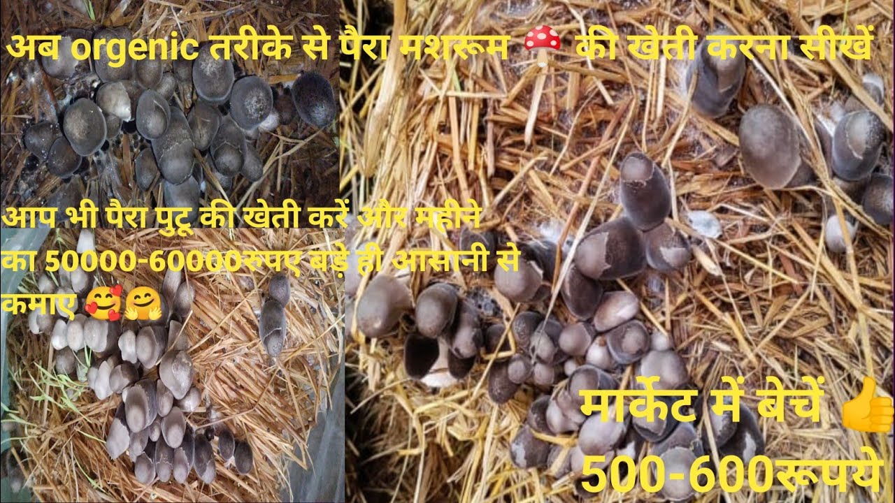 पैरा मशरूम🍄की कैसे करें l paira putu🍄 की खेती कैसे करें l mushroom🍄की खेती कैसे करें l short video 🥰