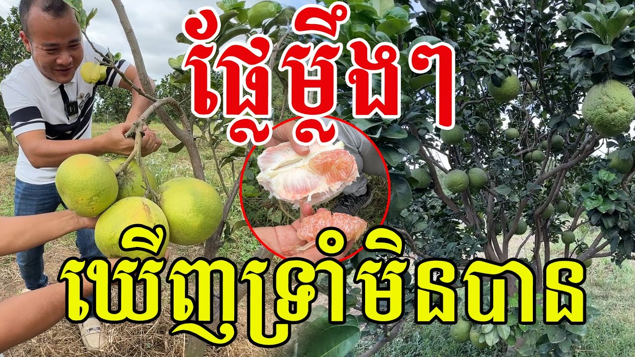 ផ្លែម្លឹងៗលោកអើយ សូមសរសើរពូកែដាំដុះមែន