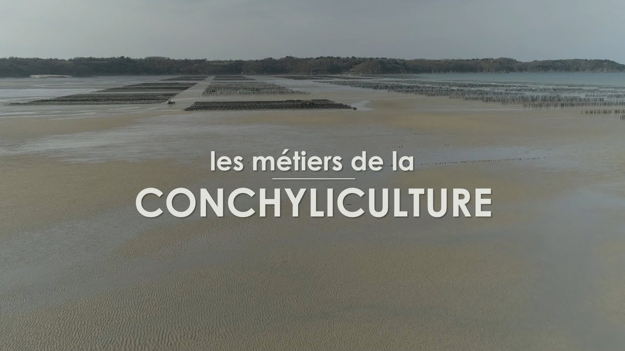 Les métiers de la conchyliculture à St Cast le Guildo