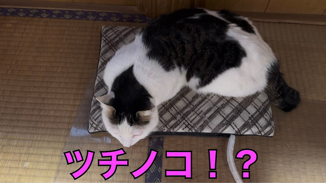 保護猫ナターシャの537日目：ツチノコ発見か！？