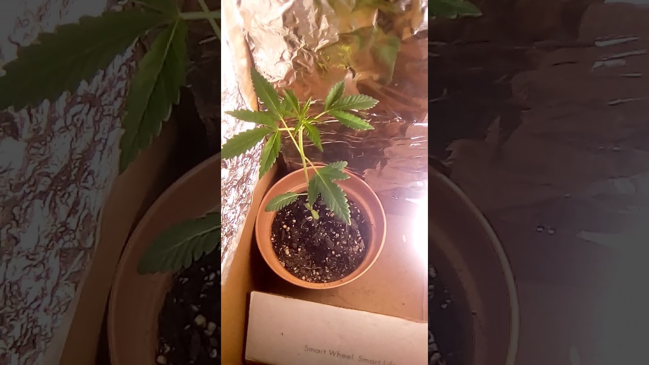 2 weeks of growing weed indoor