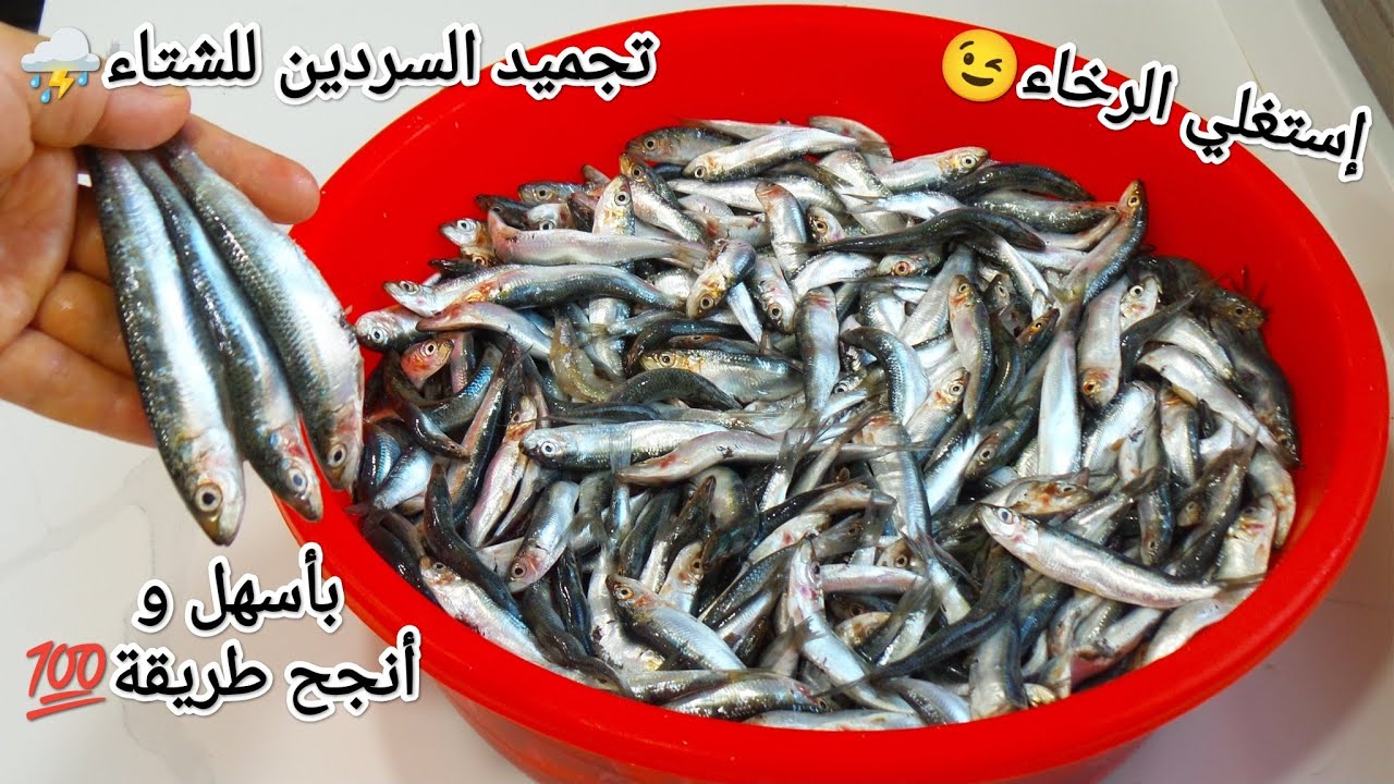الرخاء يدهش🔊راه وقت العولة و الخزين💥تجميد السردين🐬 للشتاء⛈️بطريقة حصرية💯و بكل أسرار نجاحها👌🏻