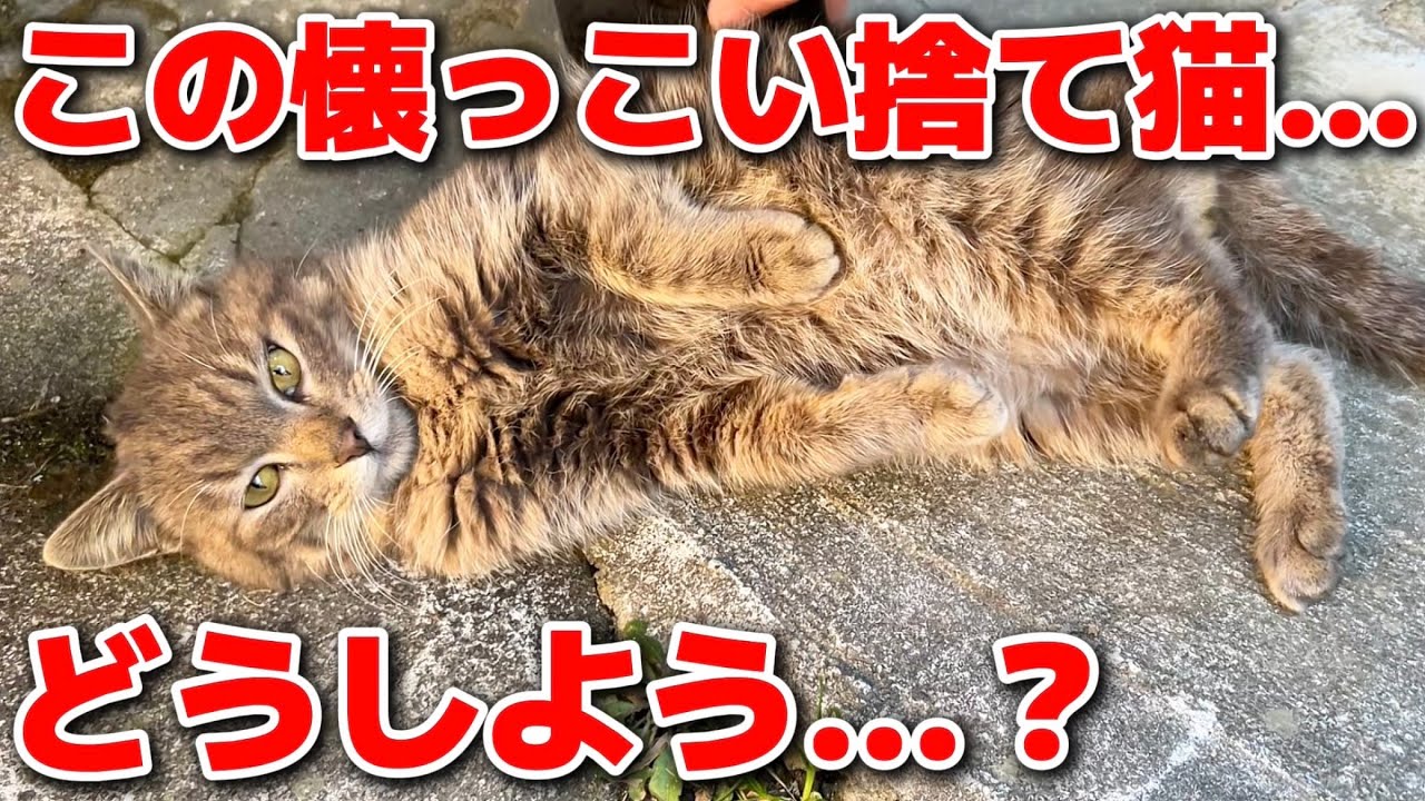 捨て猫のその後&hellip;