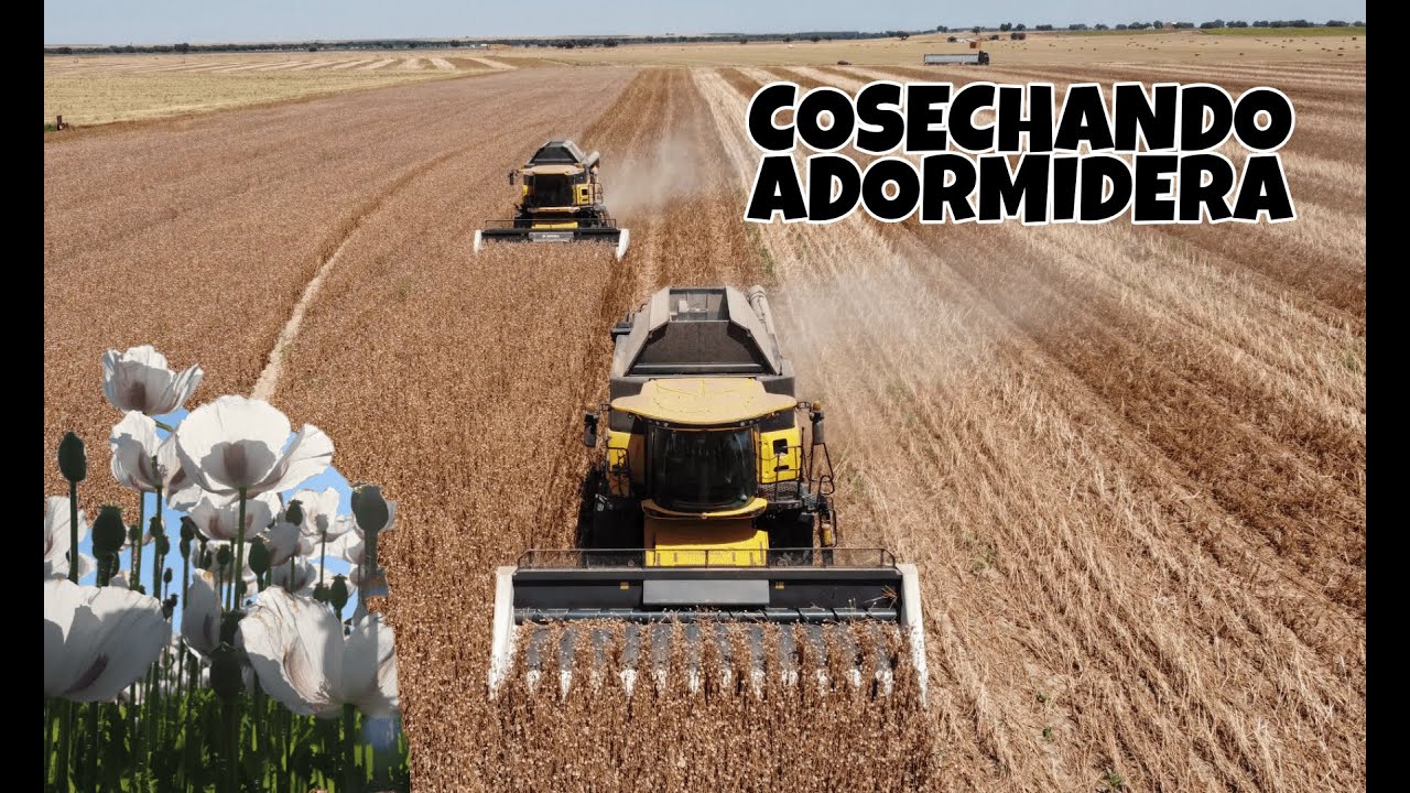 🧪📹🚔¿CULTIVO CONTROLADO? | Adormidera 2021 | New holland CX820 | New holland CX8.70