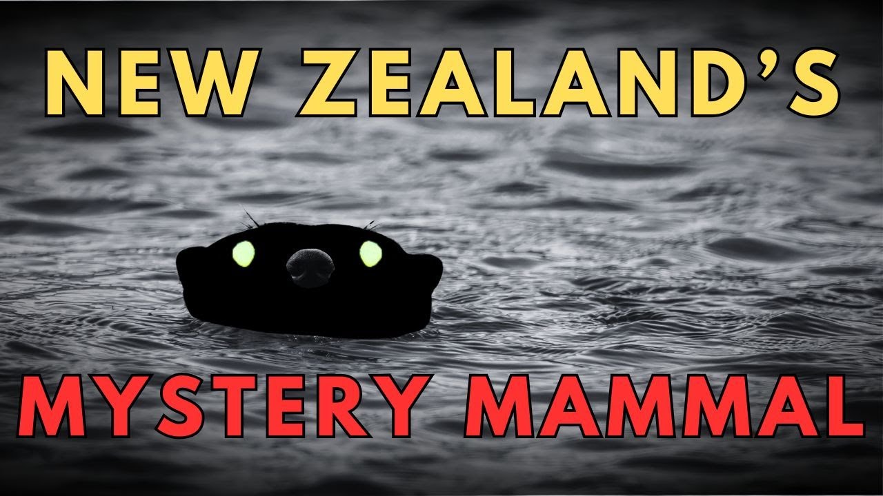 The Cryptid Mammal We Can't Figure Out - Káurēke - Waitoreke - South Island Otter