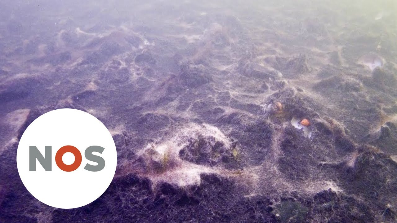 ZEELAND: In het Grevelingenmeer is het water dood