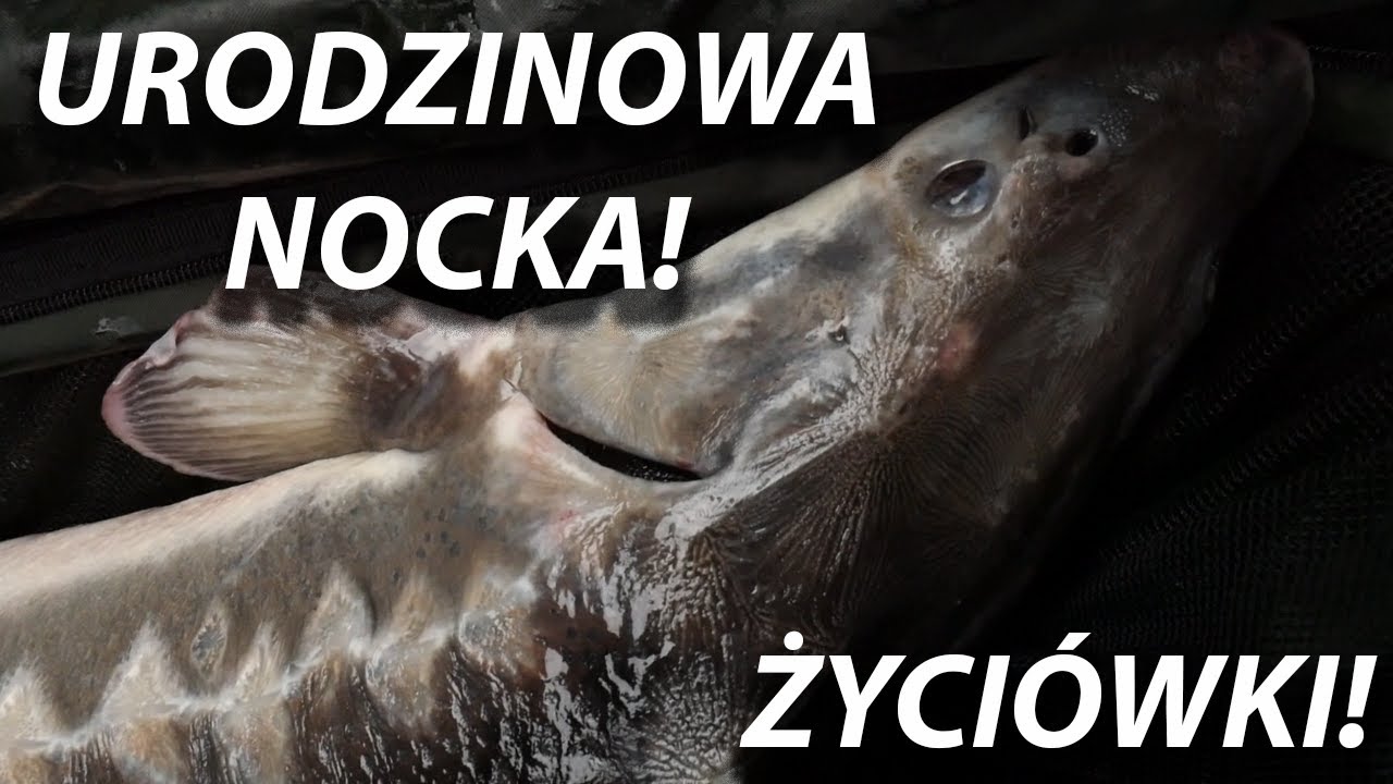 ŻYCI&Oacute;WKI! JESIOTRY! KARPIE! URODZINOWA NOCKA NA ŁOWISKU OLEŚNIKOWA DOLINA! GOŚCINNIE: BER GAR!