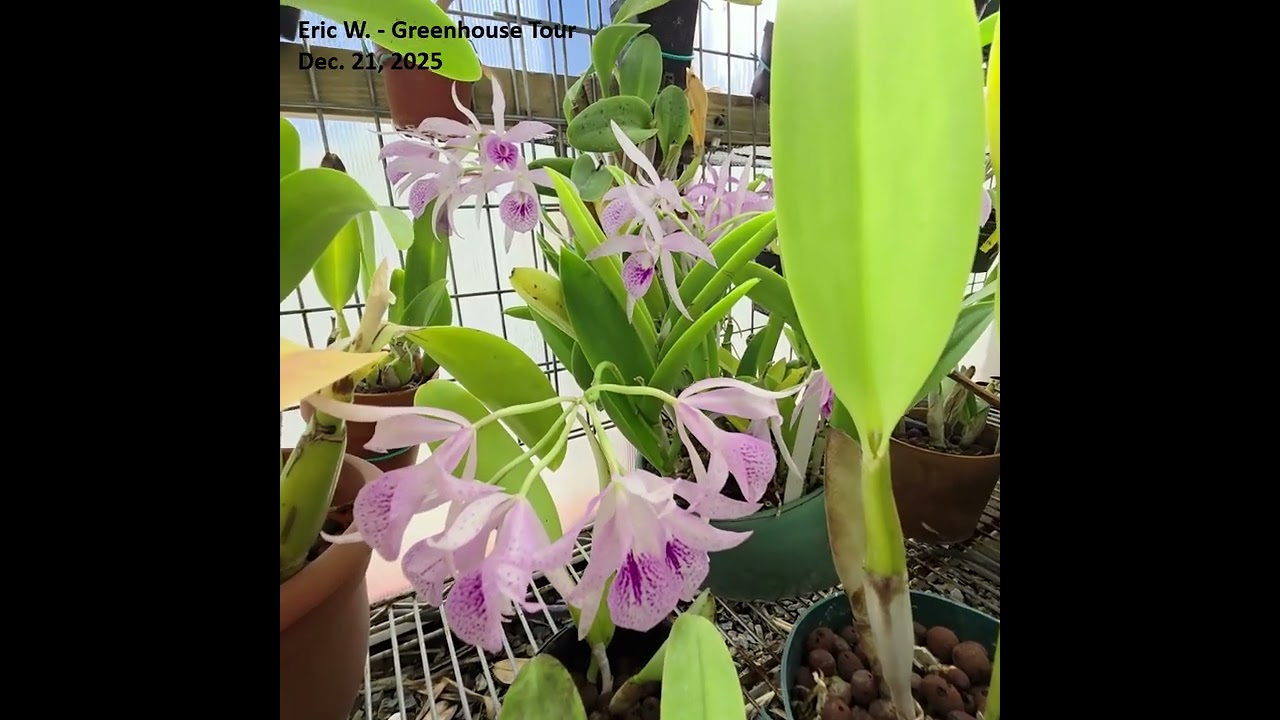 Eric W. - Orchid Greenhouse Tour - Dec  21, 2025