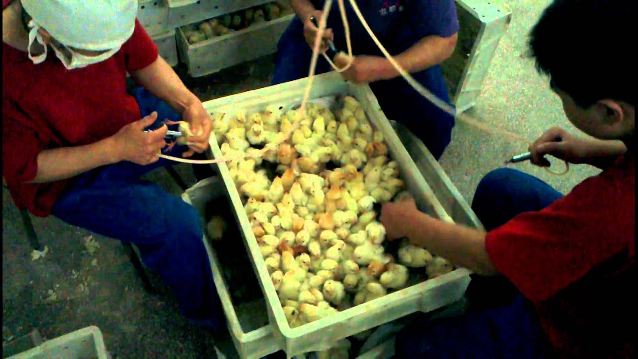 Vaccinating chicks at Beijing poultry farm