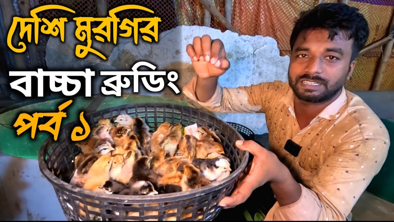 দেশি মুরগির বাচ্চা ব্রুডিং পদ্ধতি পর্ব_১ ।। দেশি মুরগি পালন পদ্ধতি ।। মায়া বাংলা BD