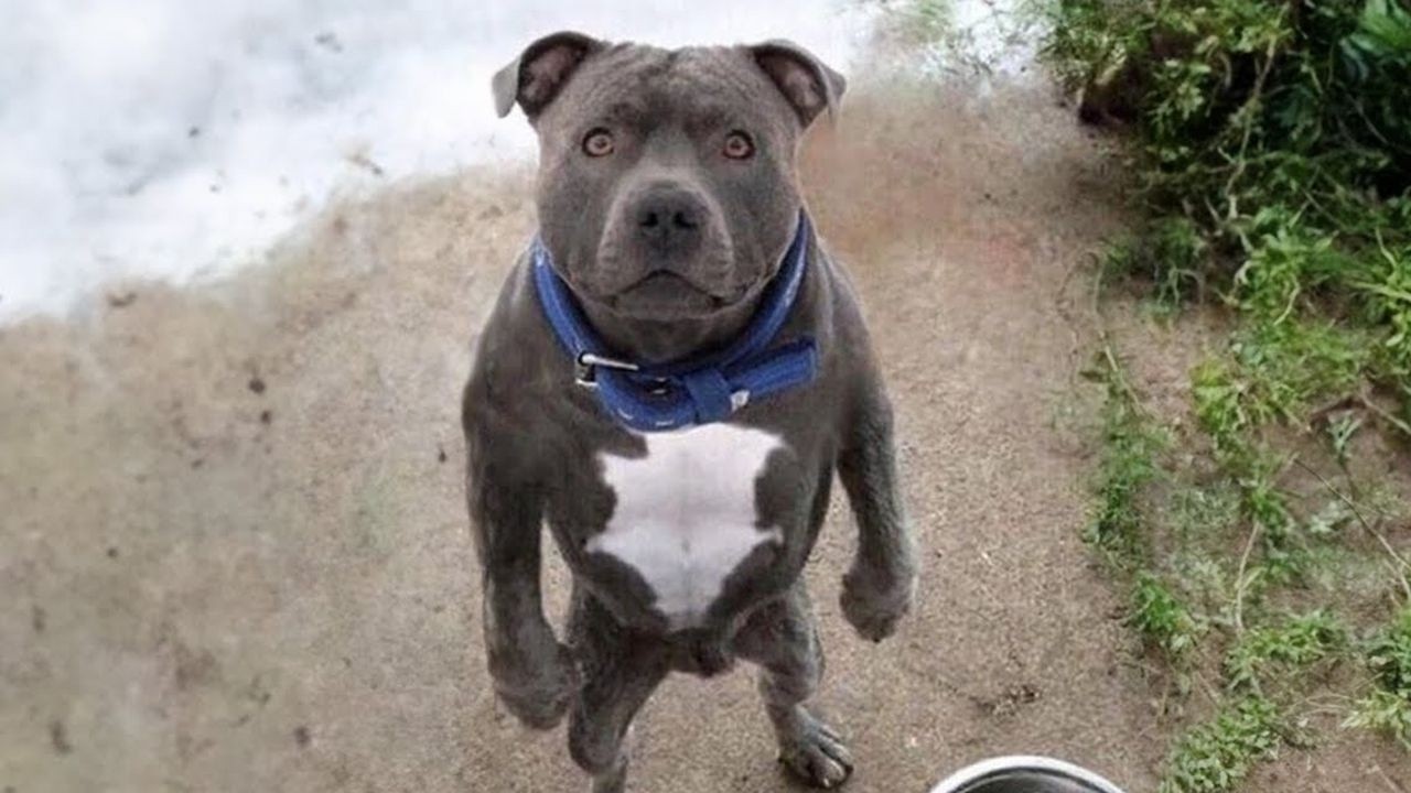 Dogs Don’t Even Try… and They’re Real Comedians 🤣Funny Dog Videos 2025