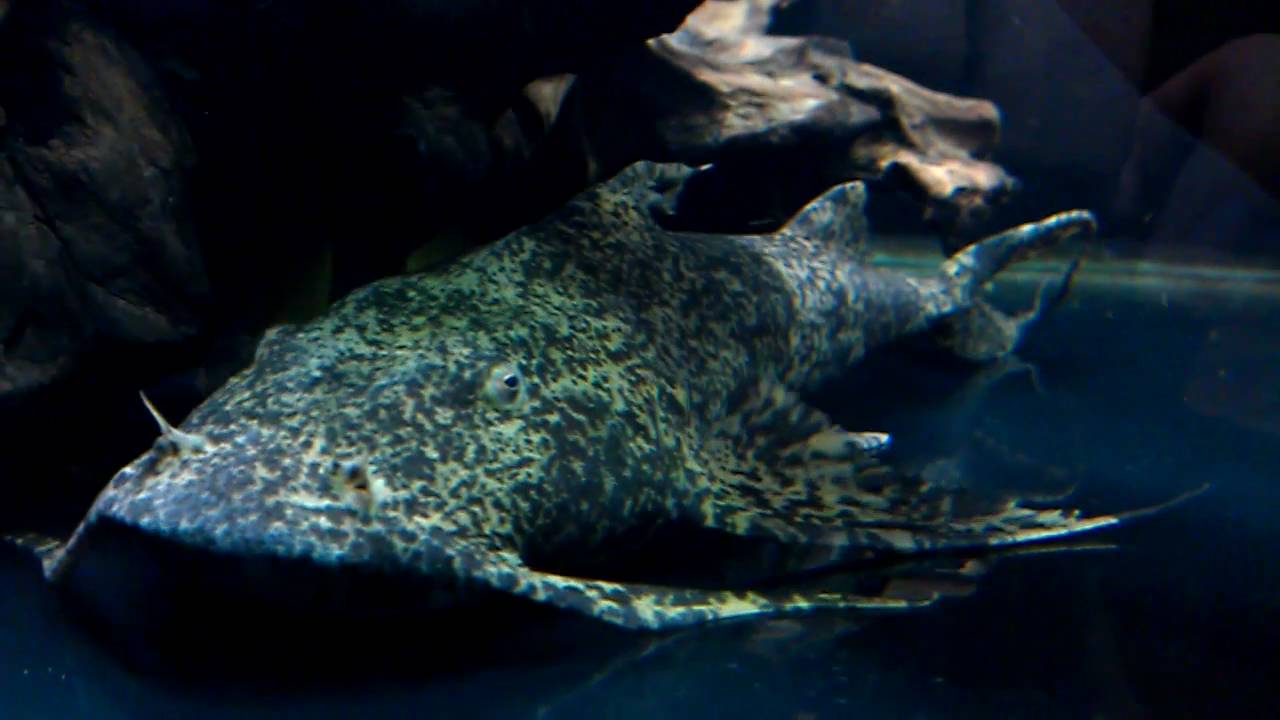 Goonch Devil Catfish