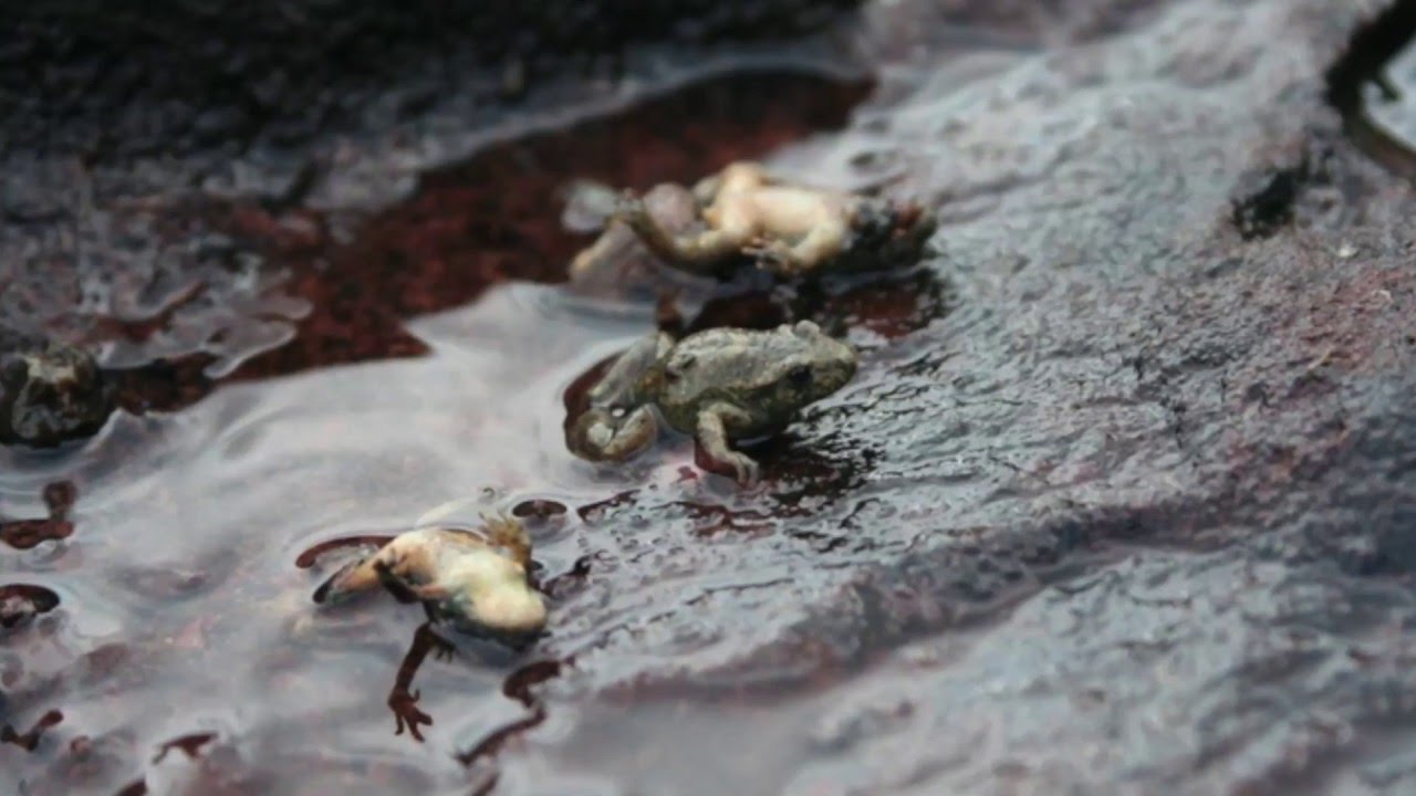 Researching Chytridiomycosis - first successful treatment for frogs