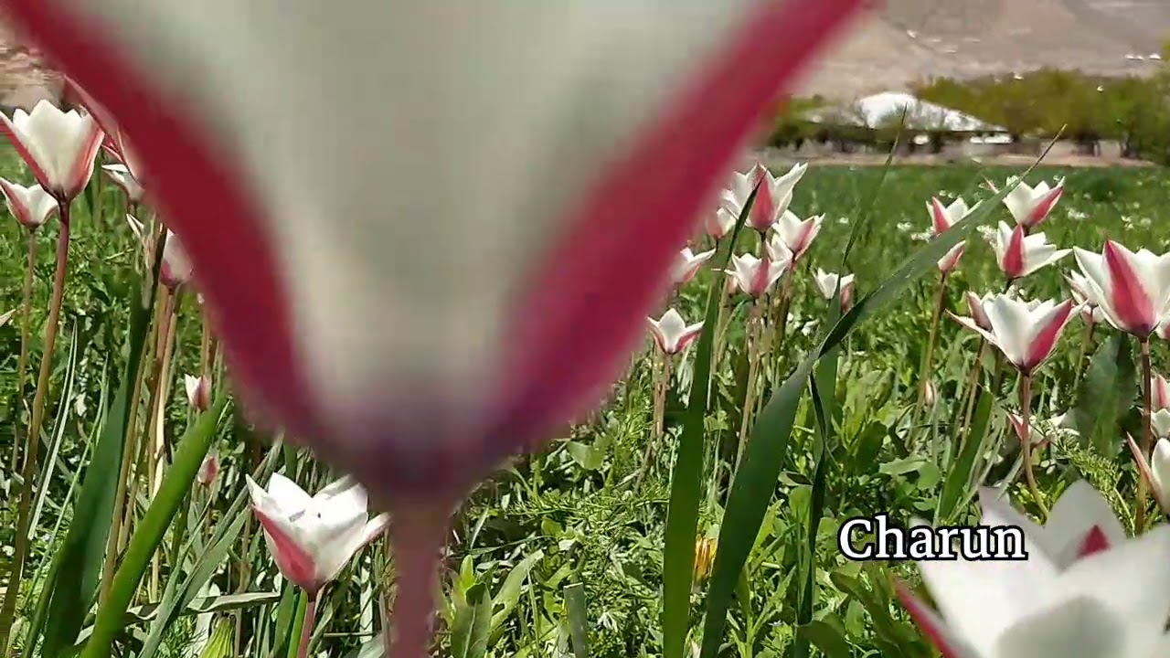 Charun