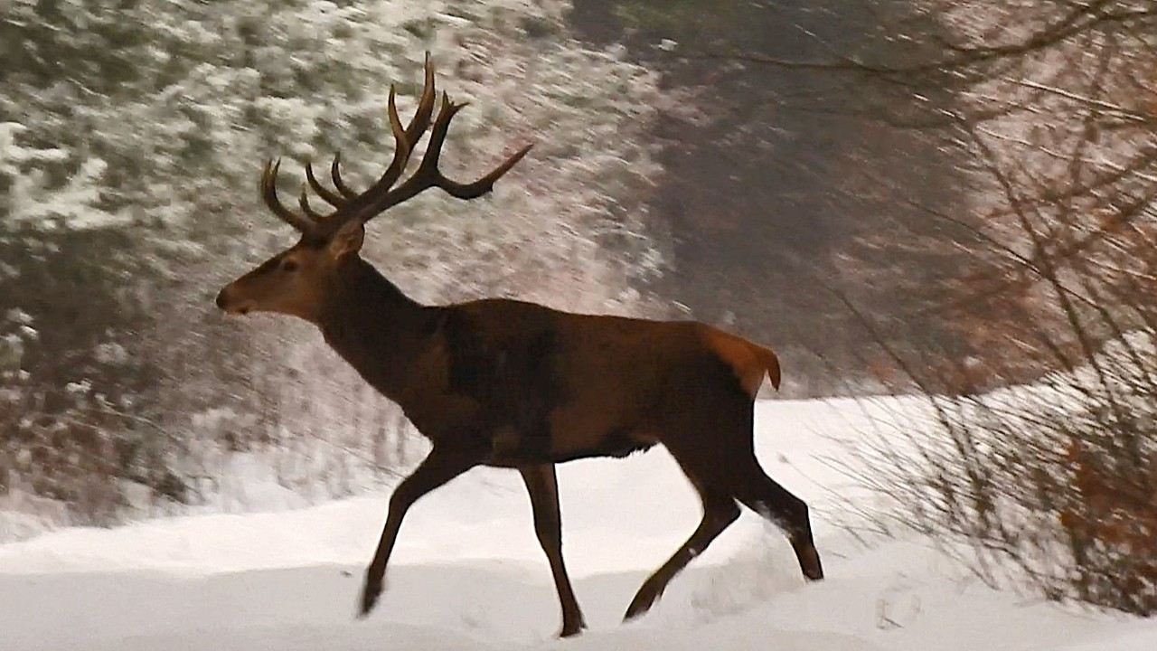 Duża chmara Byków 🦌35 sztuk🦌 2026r Jeden Goły. 