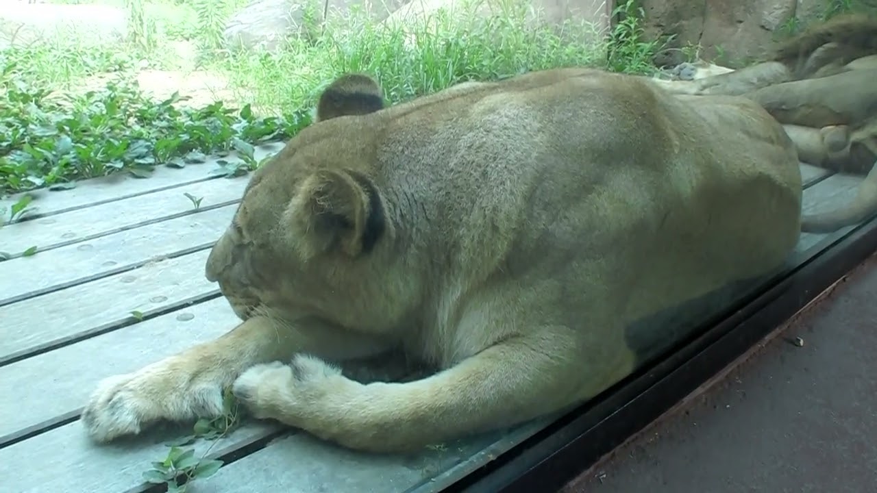 到津の森公園 (2008.8.1)