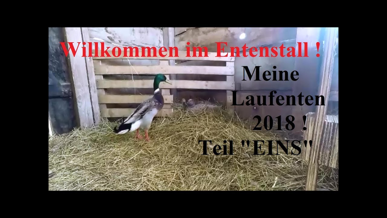 Meine Laufenten 2018 Teil 