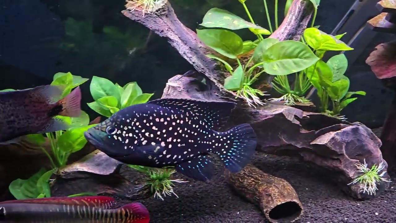 125 gallon update - NGT Datnoid coming!