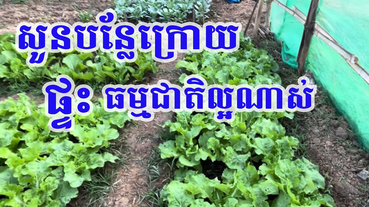 Hello world. Video នេះជាសួនបន្លែក្រោយផ្ទះខ្ញុំ