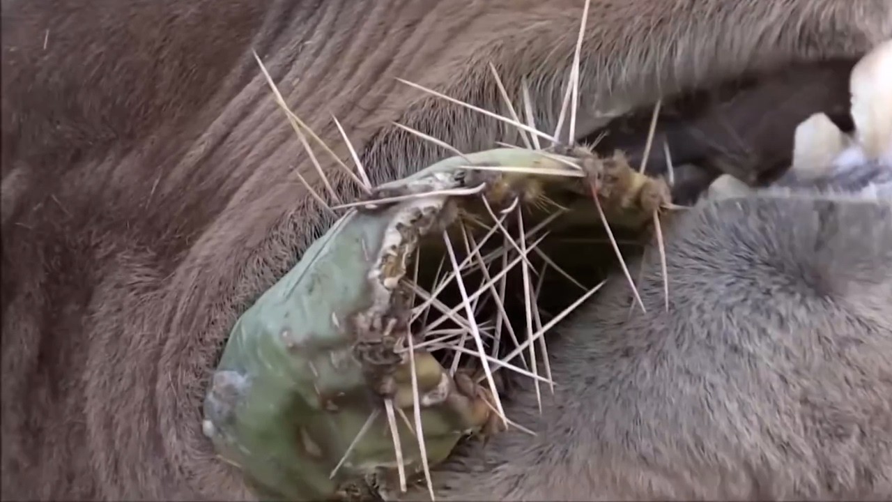 Unbelievable - Camels Eat Cacti Like Candy