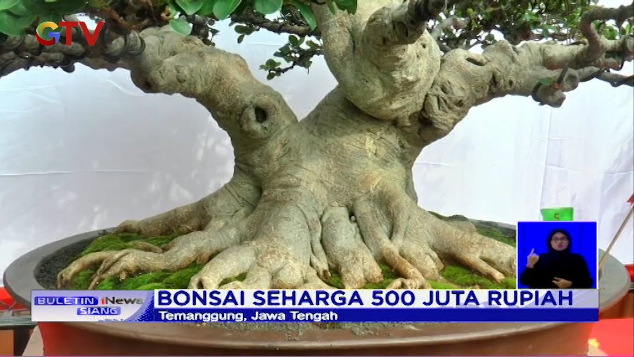 Pameran Bonsai! Bonsai Beringin Arjuna Berusia 25 Tahun Dihargai Rp500 Juta - BIS 28/06