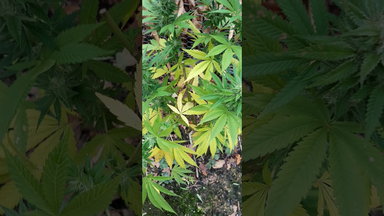 UK GORILLA GROW 2020. LAST LOOK BEFORE FINAL HARVEST