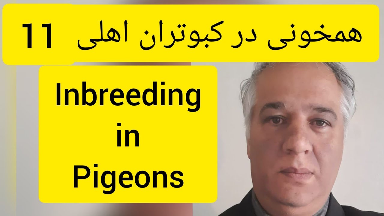 ❤️🔷  همخونی در کبوتران خانگی  (شماره 11 از 11 ) توسط آقای دکتر عباس اسدزاده   Inbreeding in Pigeons