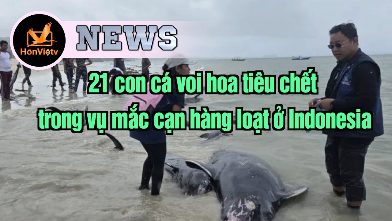 21 con cá voi hoa tiêu chết trong vụ mắc cạn hàng loạt ở Indonesia | Tin Quốc Tế | Hồn Việt TV