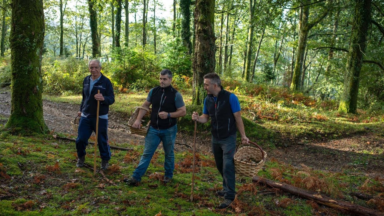 Recogiendo setas en los bosques de Goizueta (Navarar)