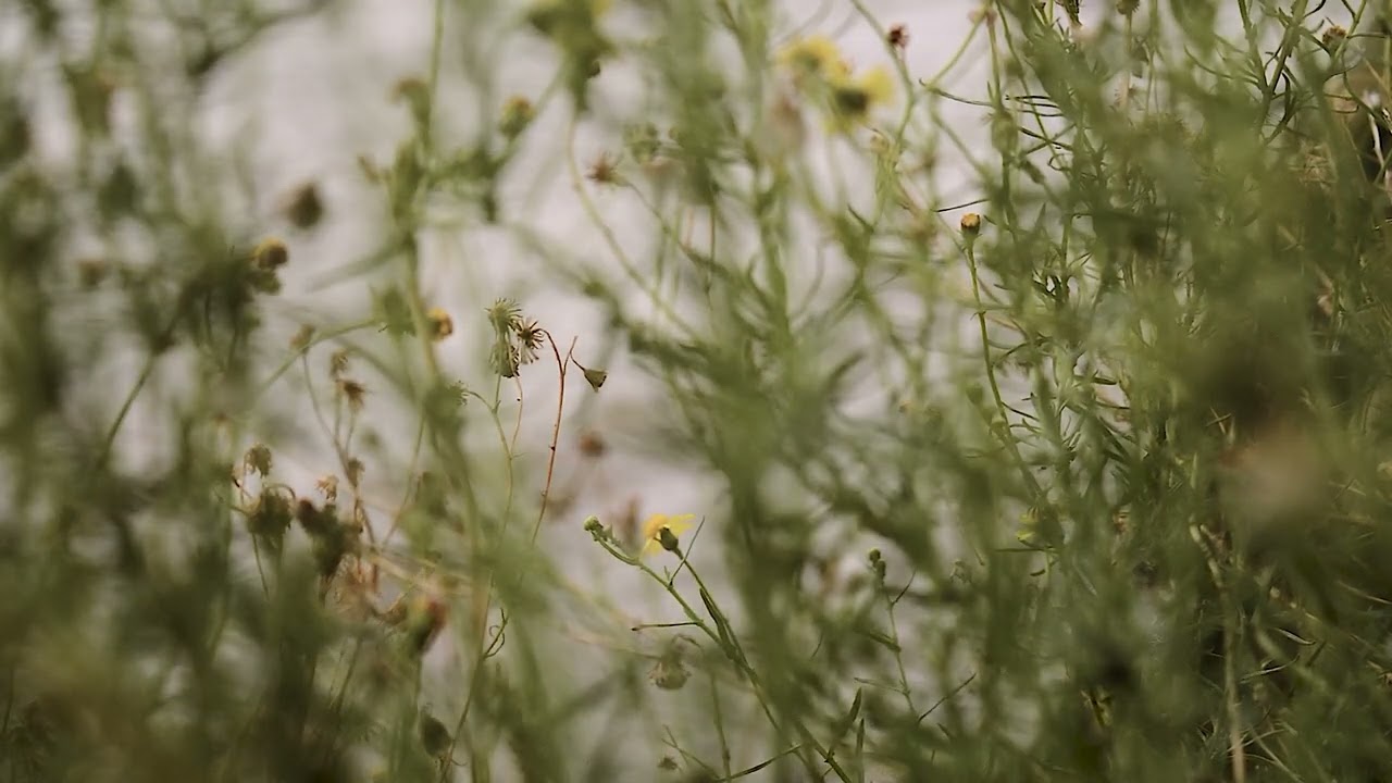 Shovel Dance Collective - The Bold Fisherman