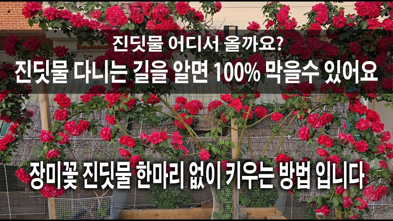 장미꽃 진딧물퇴치 , 땅속 진딧물과 날아오는 진딧물 완전 박멸할 수 있는 방법