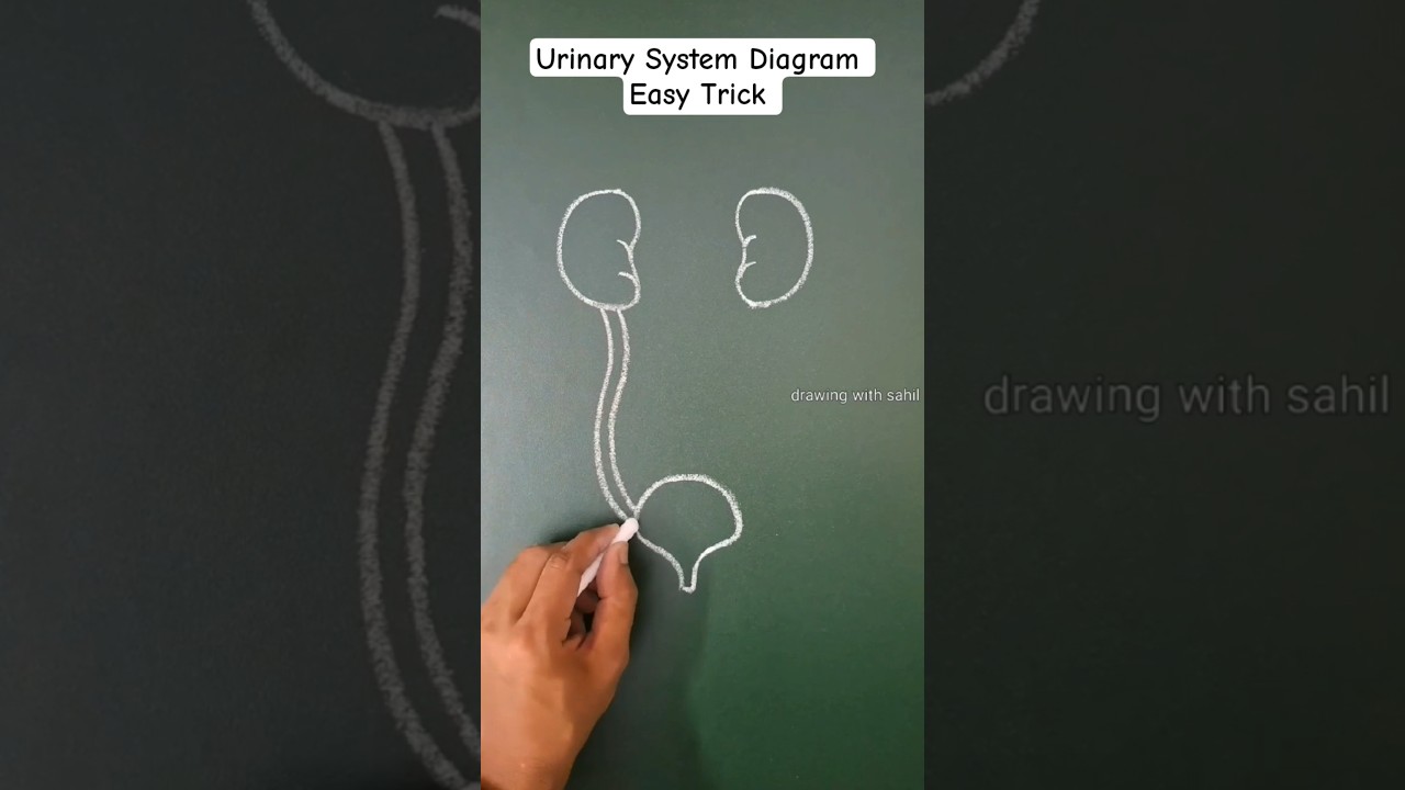 urinary system diagram | kidney drawing | kidney diagram #kidney #urinarysystem #excretorysystem