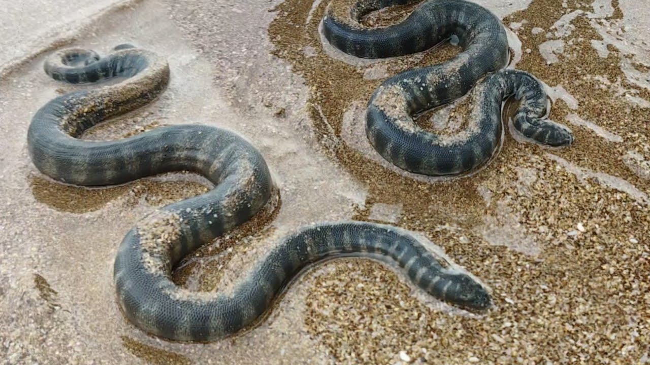 Sea Snake at Marve Beach Malad Mumbai