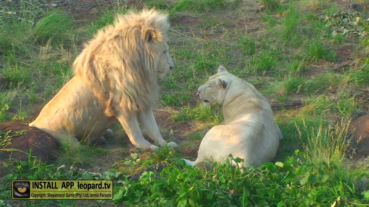 Cutest Lion couple: Jack and Jill