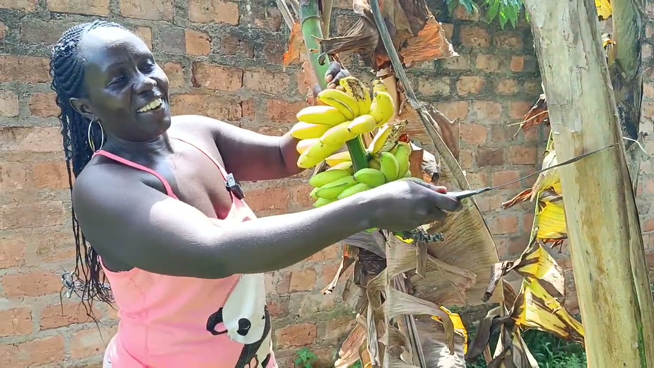 Harvesting sweet bananas before birds finish them