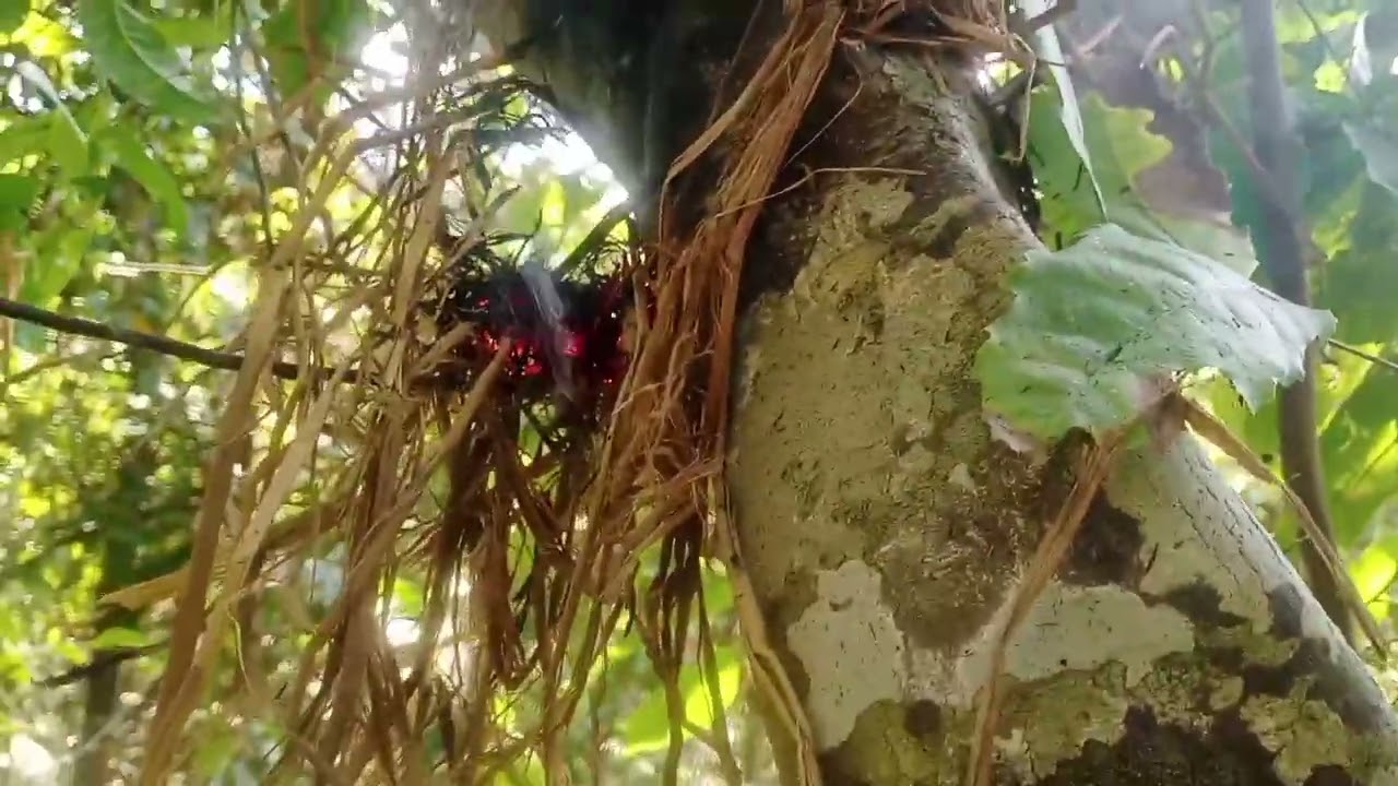 Stack video bugbug sarado Ako sa mga wild bee dito mga idol #supportmychannel #subscribe